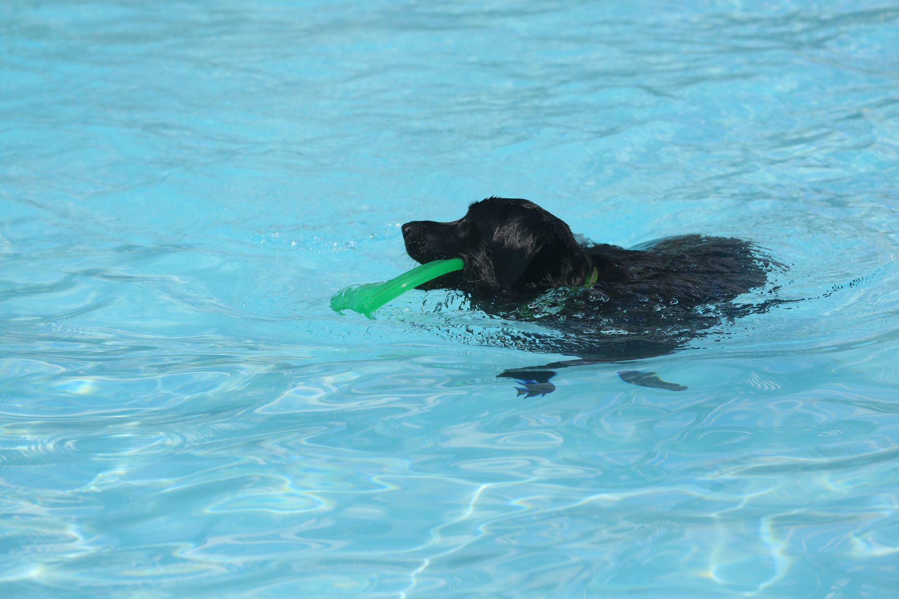 090919_gal_WWdogs (26)